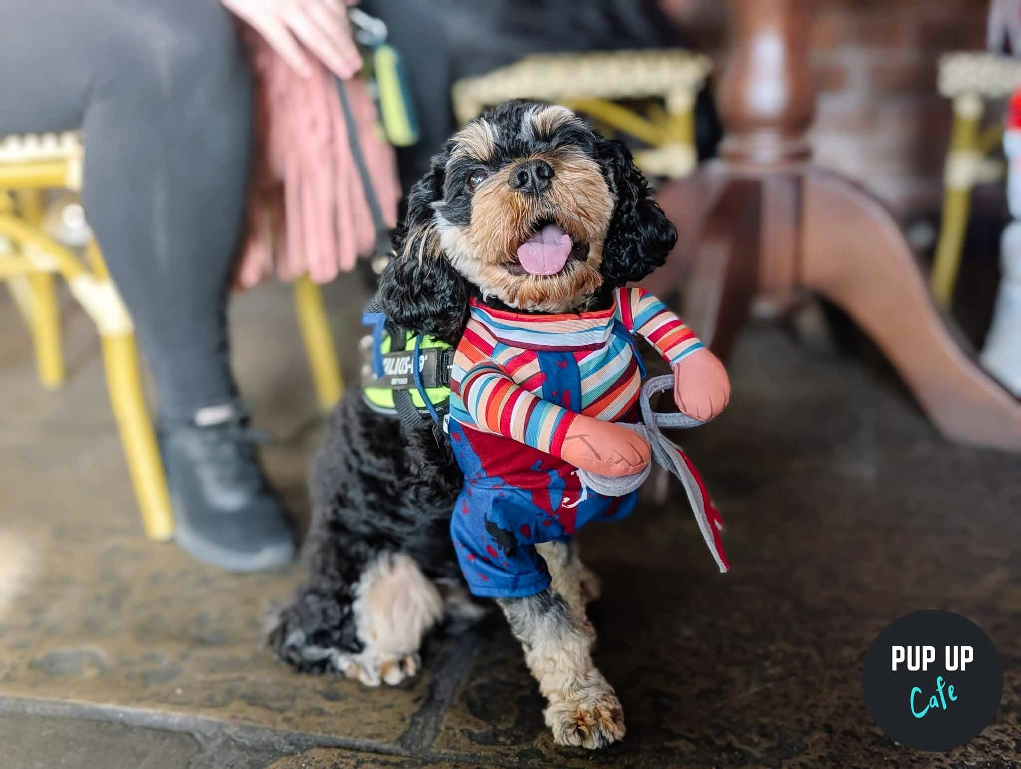 Halloween All Paws Pup Up Cafe – Liverpool 🎃